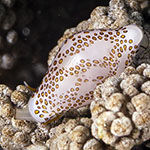 Diminovula sp. A